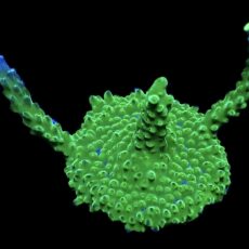 WYSIWYG 23i Joker Acropora Large Frag