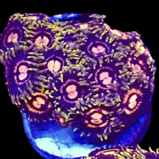 WYSIWYG  Zoanthid Frag B60