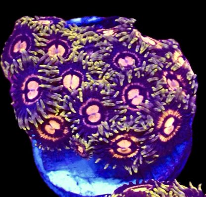 WYSIWYG  Zoanthid Frag B60