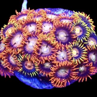 WYSIWYG  Zoanthid Frag B61