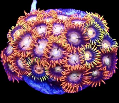 WYSIWYG  Zoanthid Frag B61