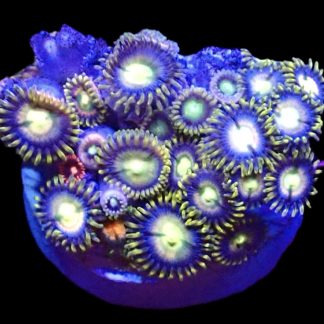 WYSIWYG  Zoanthid Frag B62