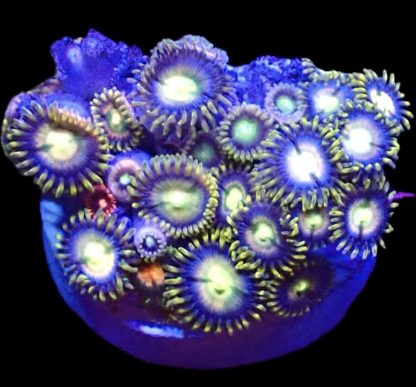 WYSIWYG  Zoanthid Frag B62