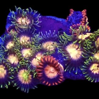 WYSIWYG  Zoanthid Frag B66