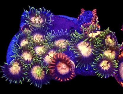 WYSIWYG  Zoanthid Frag B66