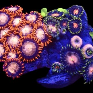 WYSIWYG  Zoanthid Frag B68