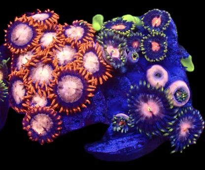 WYSIWYG  Zoanthid Frag B68