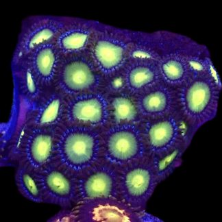 WYSIWYG Zoanthid Frag B69