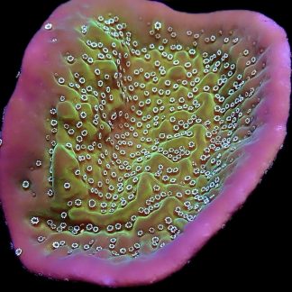WYSIWYG 23B Montipora Undata Large Frag
