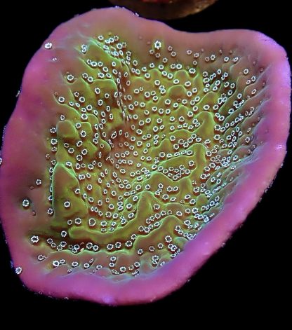 WYSIWYG 23B Montipora Undata Large Frag