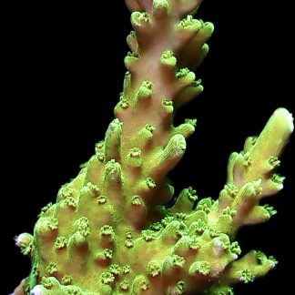WYSIWYG 19B Green Slimer Acropora Frag