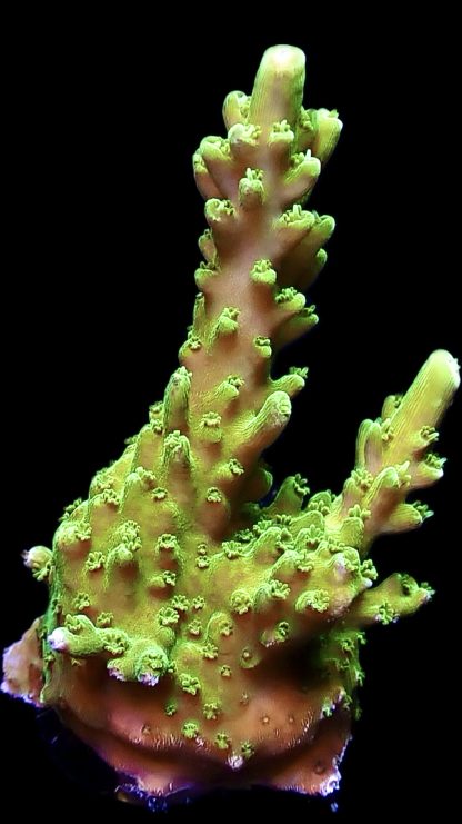 WYSIWYG 19B Green Slimer Acropora Frag