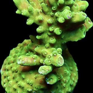 WYSIWYG 18i Green Slimer Acropora Frag