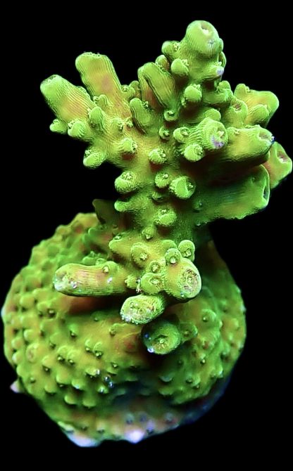WYSIWYG 18i Green Slimer Acropora Frag