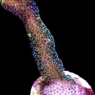 WYSIWYG 23K Purple Stylophora Milka
