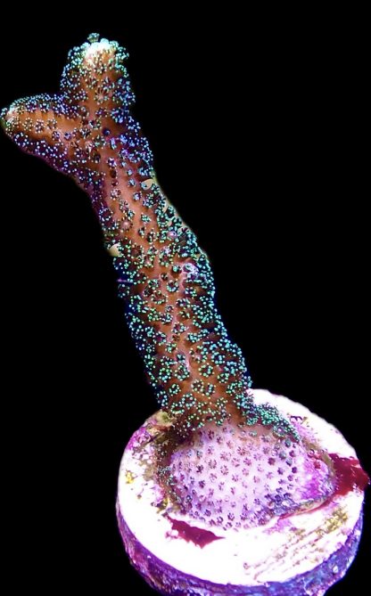 WYSIWYG 23K Purple Stylophora Milka