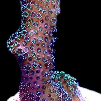 WYSIWYG 18J Purple Stylophora Milka