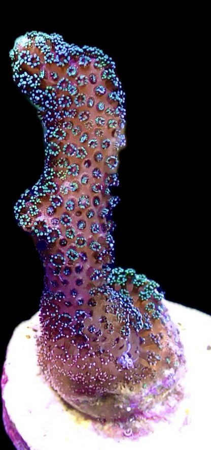 WYSIWYG 18J Purple Stylophora Milka