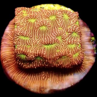 WYSIWYG 11K Jack O' Lantern Leptoseris Frag