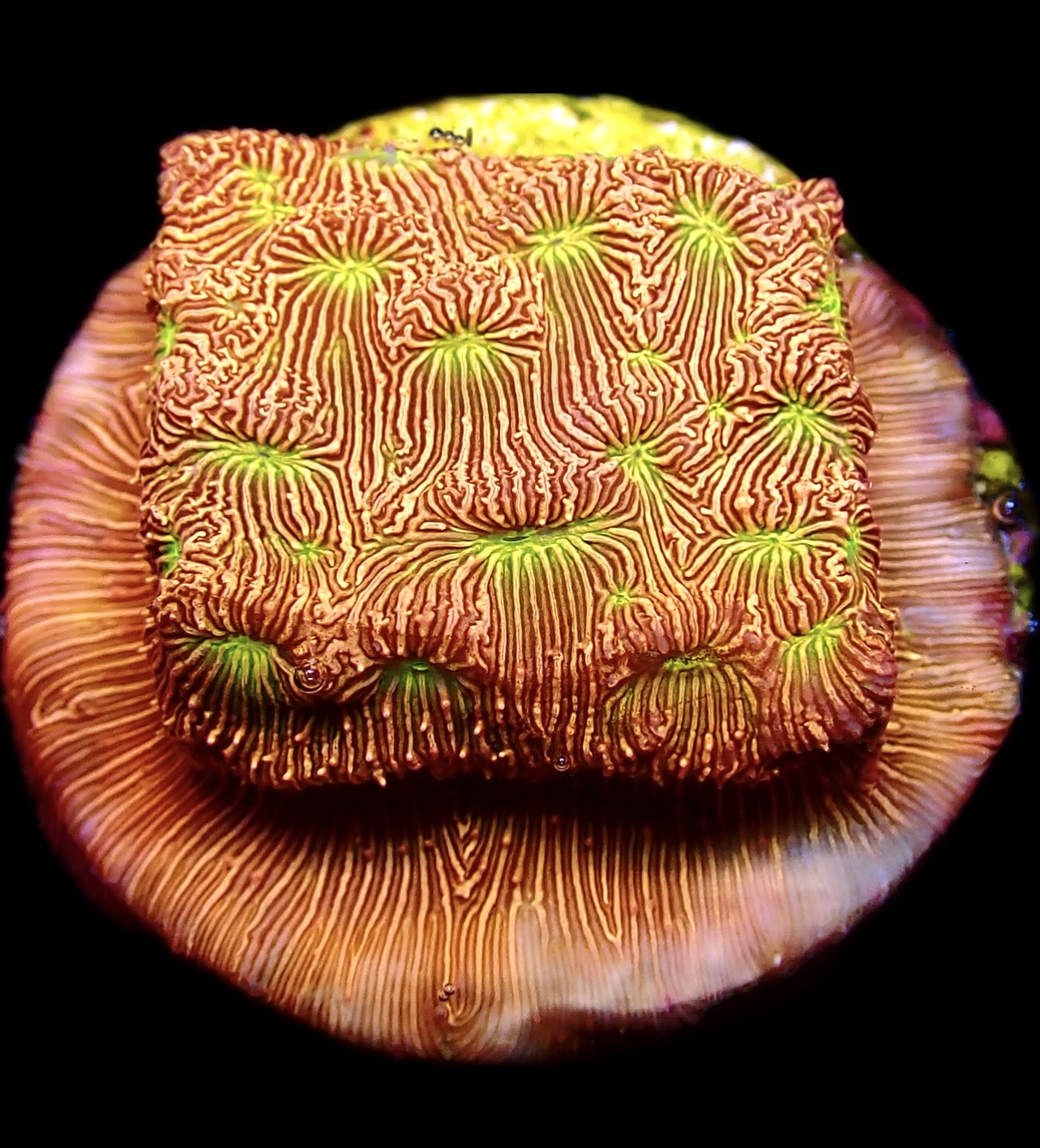 WYSIWYG 11K Jack O' Lantern Leptoseris Frag