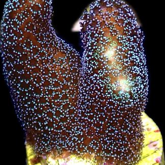 WYSIWYG 27B Purple Stylophora Milka