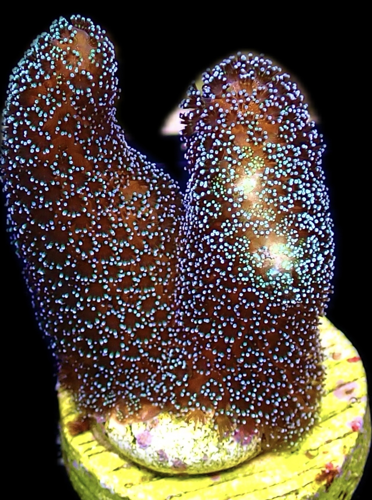 WYSIWYG 27B Purple Stylophora Milka