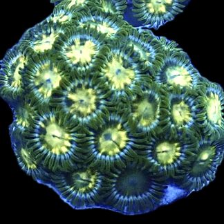 WYSIWYG Zoanthid Frag B17