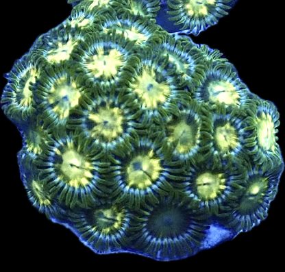WYSIWYG Zoanthid Frag B17