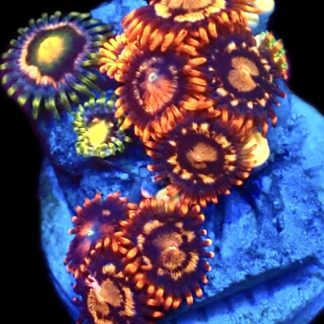 WYSIWYG Zoanthid Frag C12