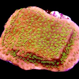 WYSIWYG 14C Tropic Thunder Montipora Frag