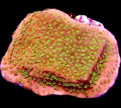 WYSIWYG 14C Tropic Thunder Montipora Frag