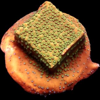 WYSIWYG 16C Gold Rush Montipora Frag Large