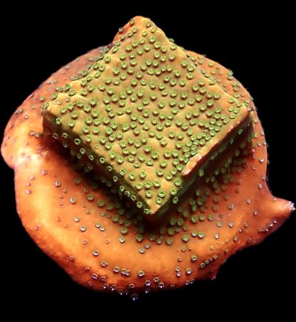 WYSIWYG 16C Gold Rush Montipora Frag Large