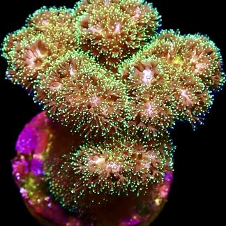 WYSIWYG 16D Sparkling Tinsel Pocillopora Frag