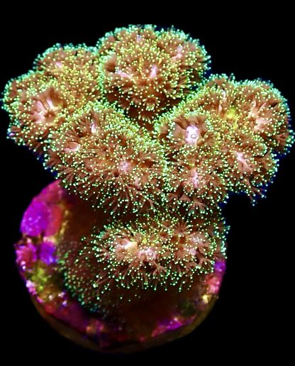 WYSIWYG 16D Sparkling Tinsel Pocillopora Frag