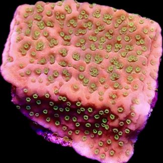 WYSIWYG 7G Tropic Thunder Montipora Frag