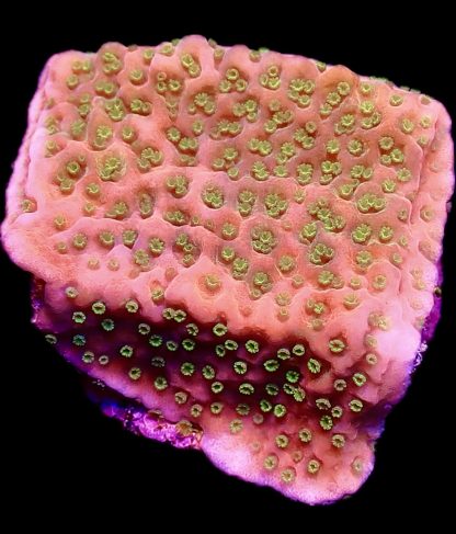 WYSIWYG 7G Tropic Thunder Montipora Frag
