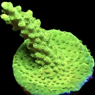 WYSIWYG 14H Highlighter Acropora Frag