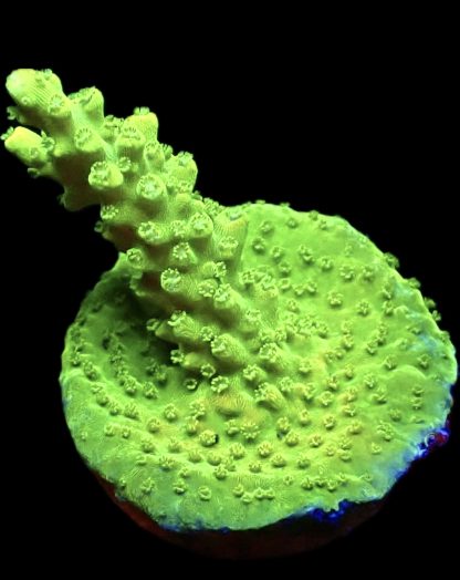 WYSIWYG 14H Highlighter Acropora Frag