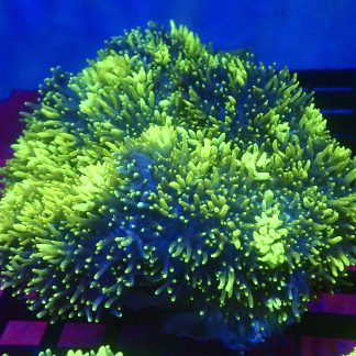 WYSIWYG Huge Neon Green / Purple  Bonkers Mushroom A1 Extra Large