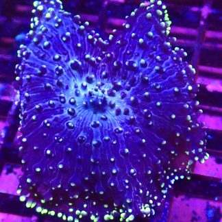 WYSIWYG A1 Large Purple / Lime Frilly Mushroom