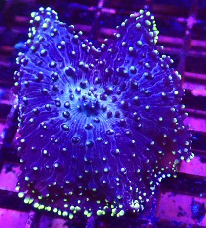 WYSIWYG A1 Large Purple / Lime Frilly Mushroom