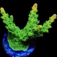 WYSIWYG 25D Rainbow Loom Acropora