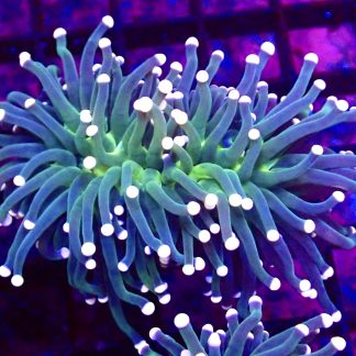 Pink Tipped / Lime Based Torch Euphyllia Chunky Double Head