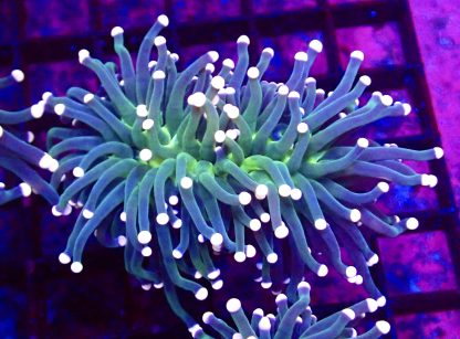 Pink Tipped / Lime Based Torch Euphyllia Chunky Double Head