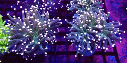 Pink Tipped / Lime Based Torch Euphyllia Chunky Double Head - Image 2