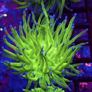 Blue Tipped Torch Euphyllia Single Head