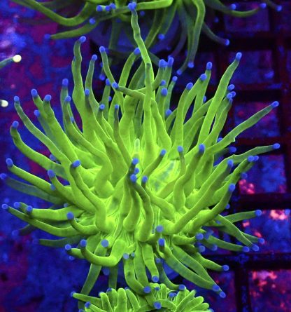 Blue Tipped Torch Euphyllia Single Head