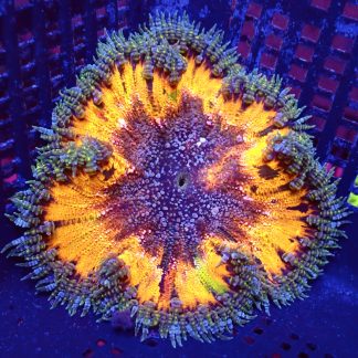 WYSIWYG Ultra Grade Rock Flower Anemone 4