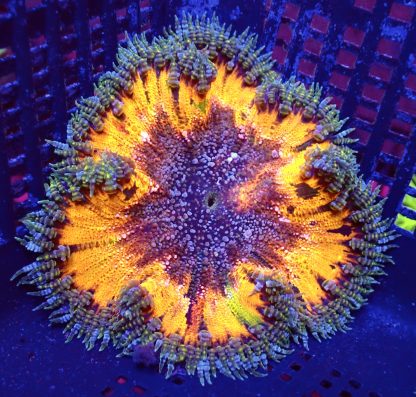 WYSIWYG Ultra Grade Rock Flower Anemone 4